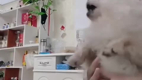 Dog 🐶 moments