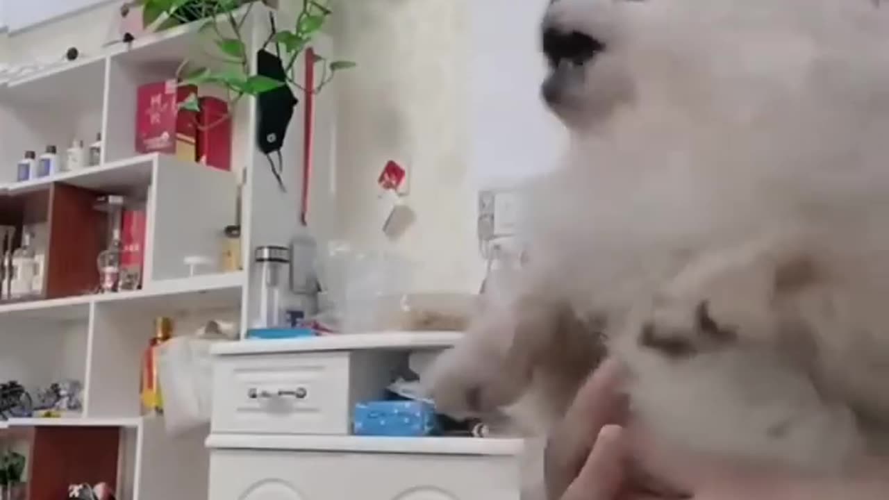 Dog 🐶 moments