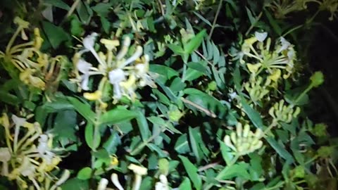 Nocturnal Hummingbird activity with a Zone 5 Honeysuckle