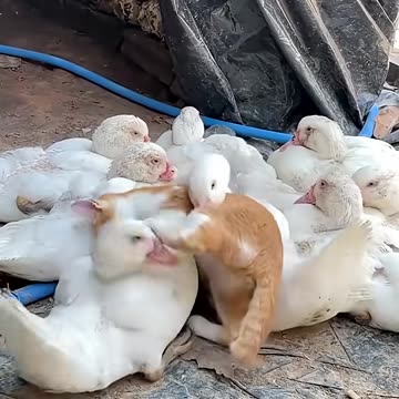 The cat and his friends #cat #catlover #funny #funnyvideos #foryou #cutecat #funnycat#funnyamimals