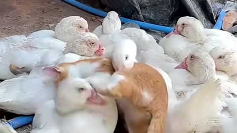 The cat and his friends #cat #catlover #funny #funnyvideos #foryou #cutecat #funnycat#funnyamimals
