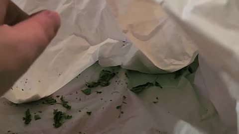 😂🐱 Catnip Chaos! | FunFM