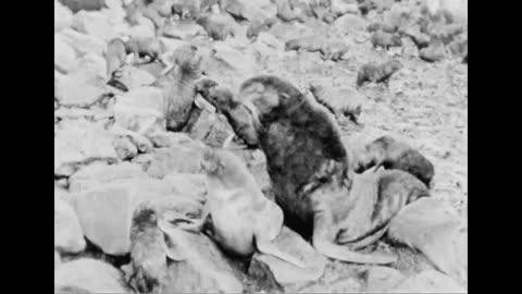 Fur Seal Copulation - Fur Seal Copulation - 370-hjc-14