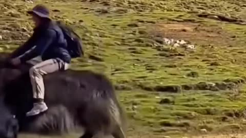 Animals Funny Compilation 🤣😂