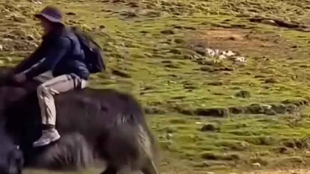 Animals Funny Compilation 🤣😂