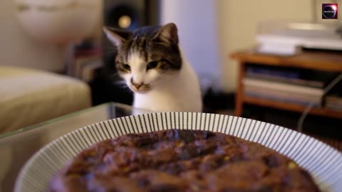 Cute Baby Cats - Funny Pretty Videos Complication