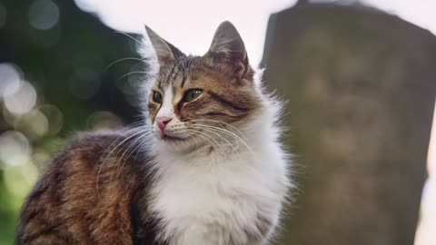 Cat staring a head at the camera with piercing eyes