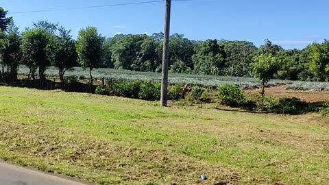 Water buffalo's next to the road