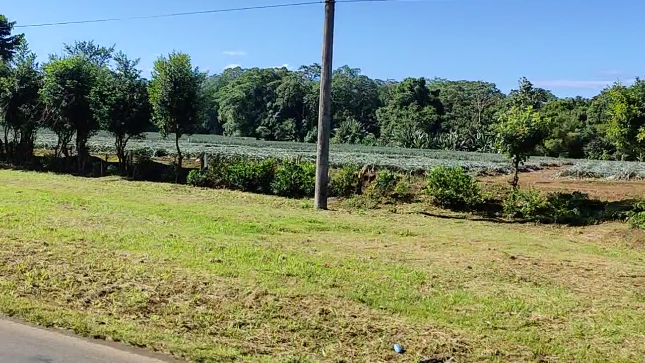 Water buffalo's next to the road