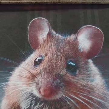 Tim Rifat TikTok Videos