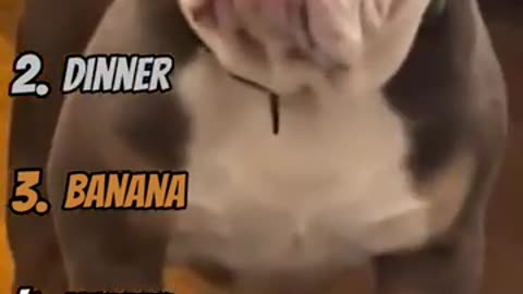 Funny Animals 11!!