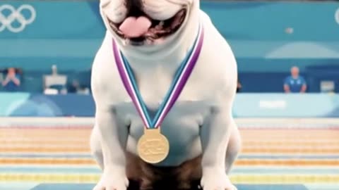 "Dog Athletes Dive for Gold! 🐶🏊‍♂️ Hilarious Pool Competition – Who’s the Winner?"