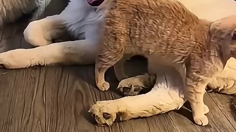 Funny animals