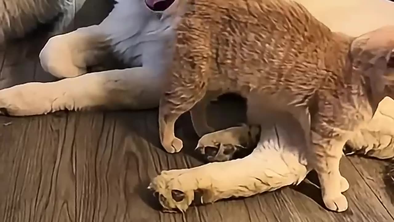 Funny animals