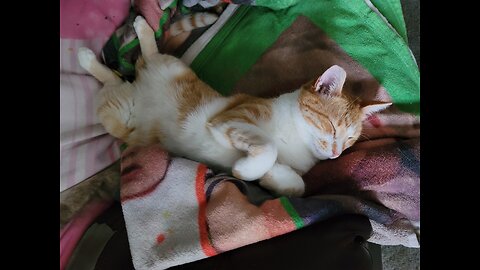 Kitties 😸 playing