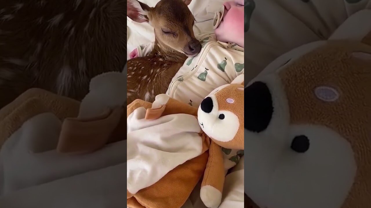 Guy saved a deer from a big snake and gave me a new house