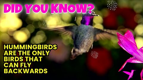 Did You Know? Hummingbirds Are the Only Birds That Can Fly Backwards!