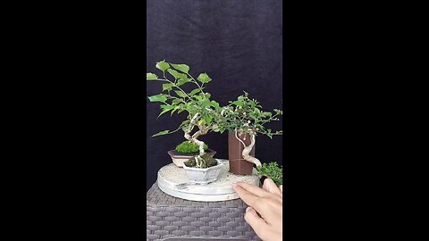 bonsai plant