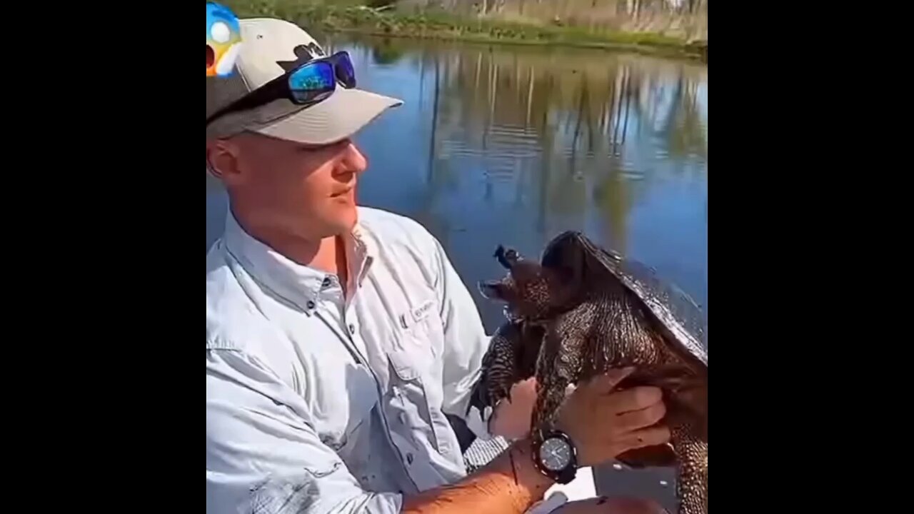 Turtles are very clever animals.