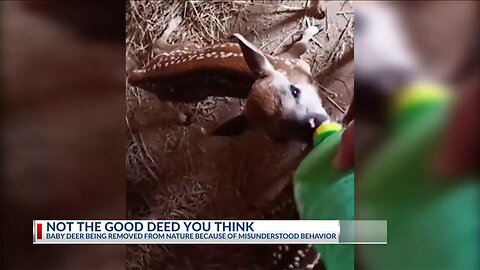 How well-meaning Big Country residents are separating fawns from mothers