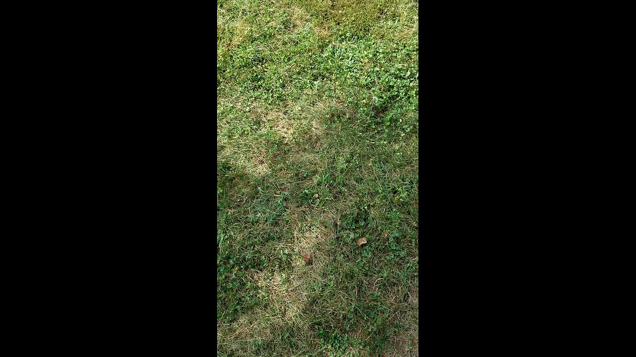 Bee hive update for 9.19.25
