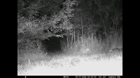 Deer Cam 09 17 2025 Raccoon Game Cam Trail Cam