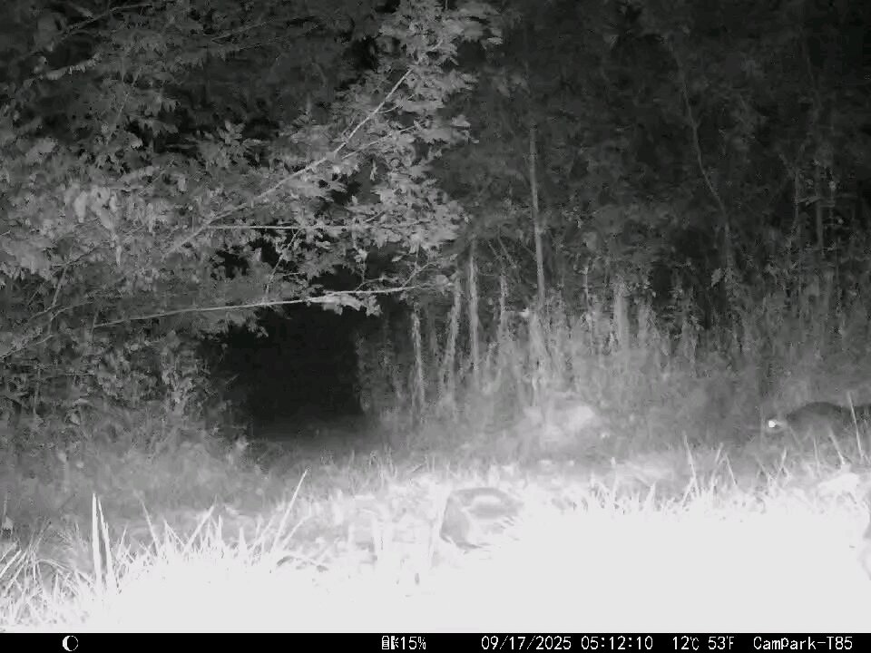 Deer Cam 09 17 2025 Raccoon Game Cam Trail Cam
