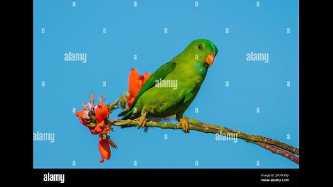 "Parrot Rescue Mission: Helping a Horse in Pain! 🐎💥"