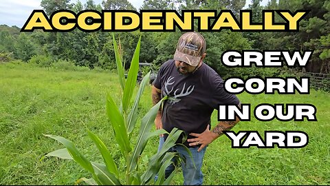 I Accidentally Grew Corn in My Yard!