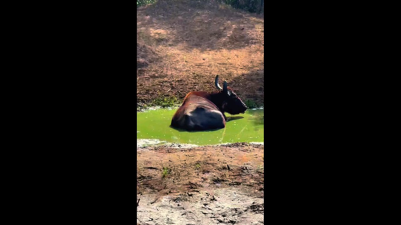 Welcome to Sri Lanka 🇱🇰