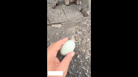 Funny Monkey