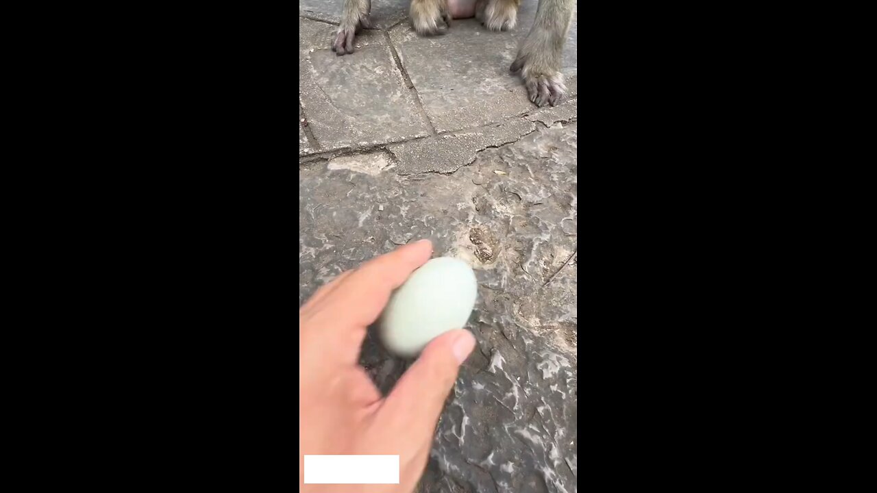Funny Monkey