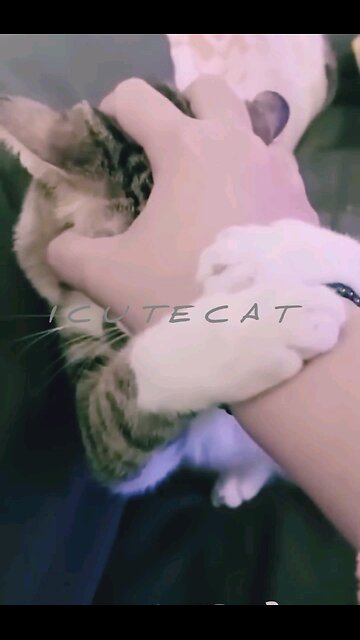 NEWSMAX2 LIVE | Real News for Real People? Hey one in a Million love SUPER CAT FUNNY