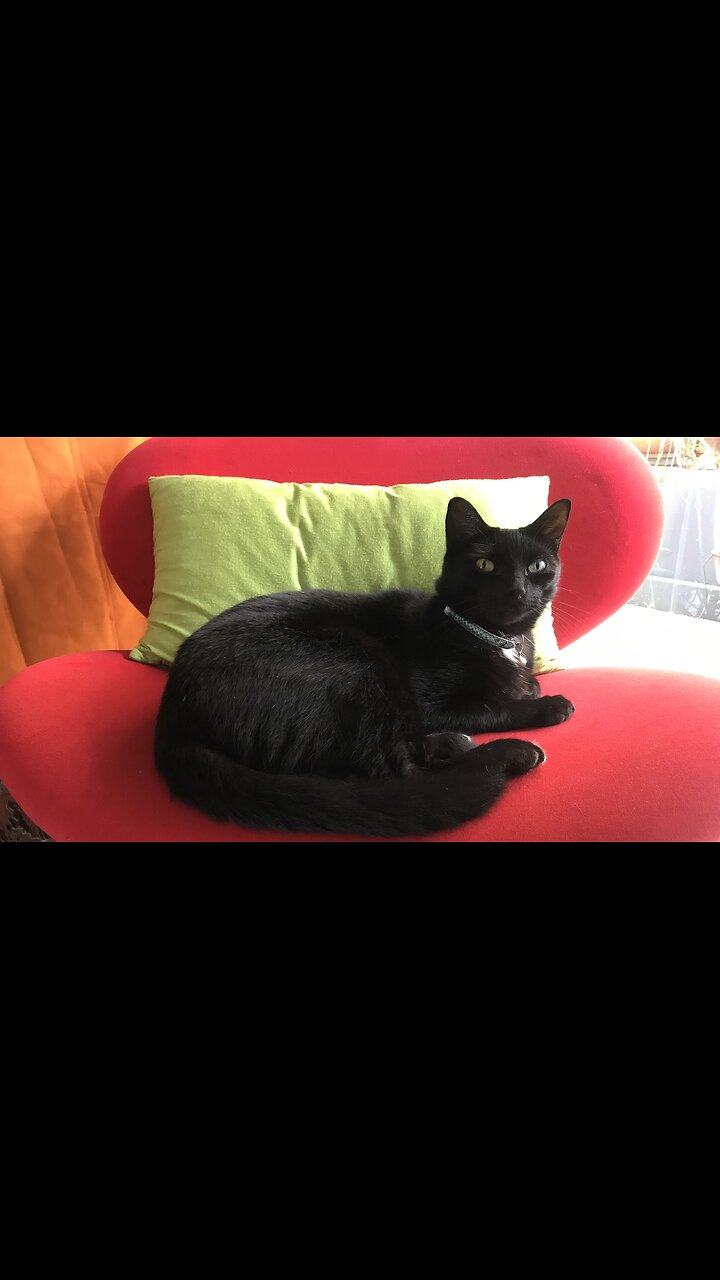 🐈⬛My Cats Reincarnation: A True Story of Love, Loss & Reuniting.