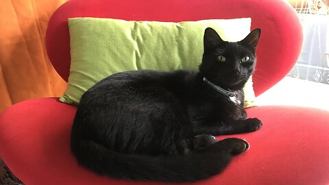 🐈‍⬛My Cat's Reincarnation: A True Story of Love, Loss & Reuniting.