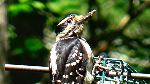 Hairy Woodpecker