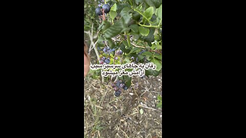 دوست دارم آرامش را ، اگر برای چند لحظه هم باشد