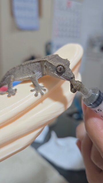 도마뱀 밥먹이기3