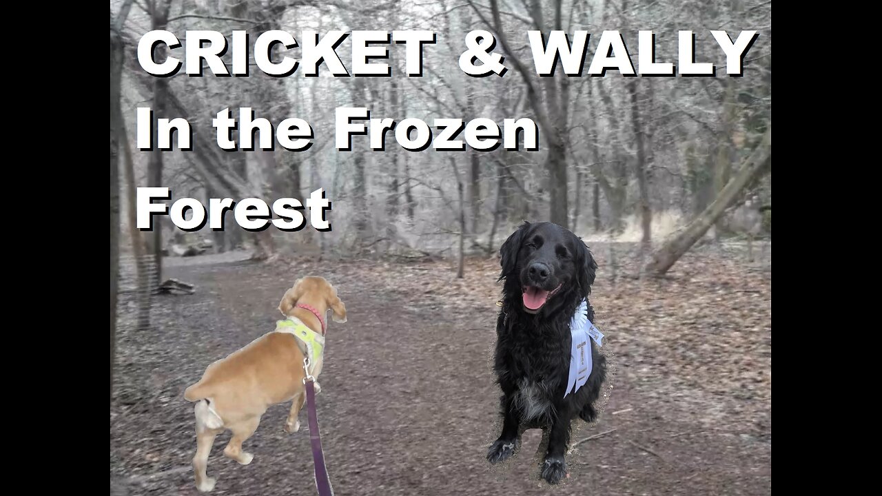 Cricket and Wally's chilly walk in the Frozen Forest and over the Icy Bridge | Mar 2025