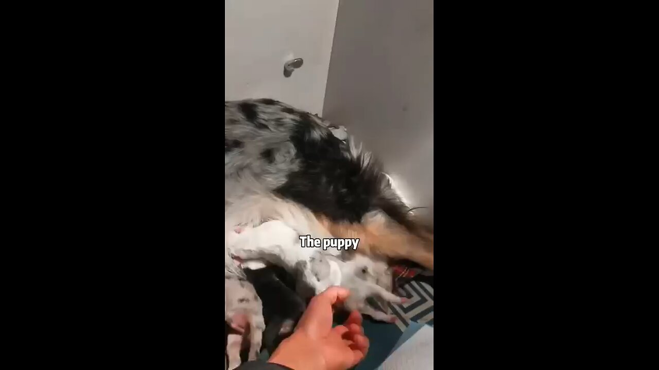 please like and support🥰