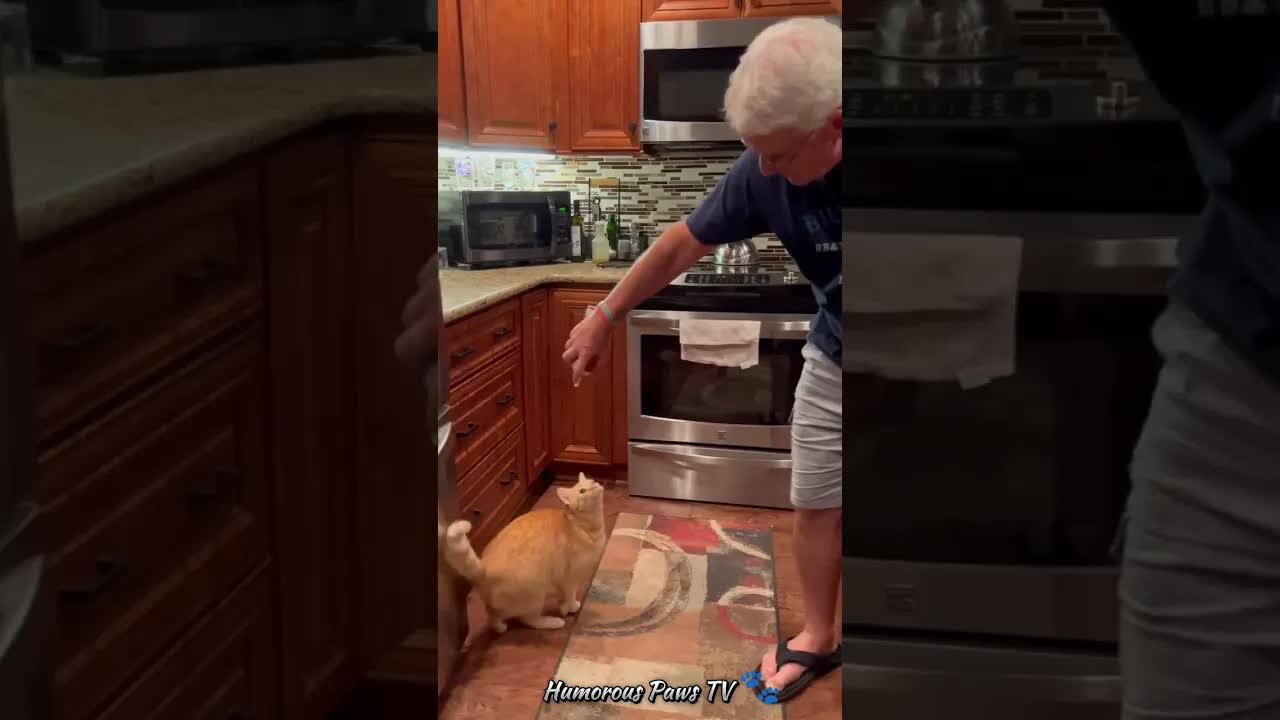 Funny animals 2024😂- Funniest Cats and Dogs Video😹🐶