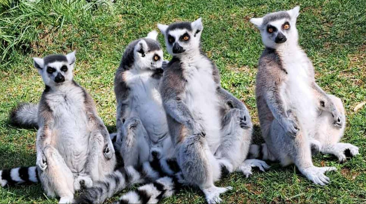 Sifakas are found in Madagascar