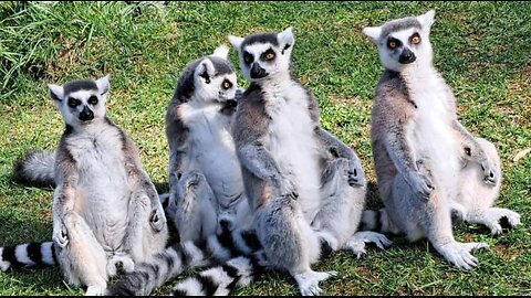 Sifakas are found in Madagascar