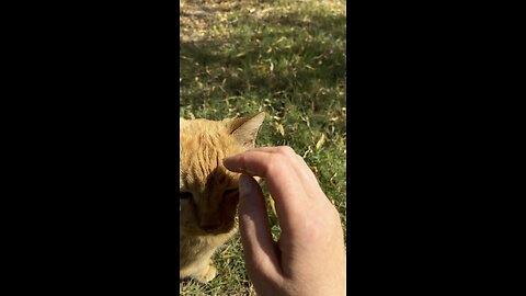 Cat in nature.