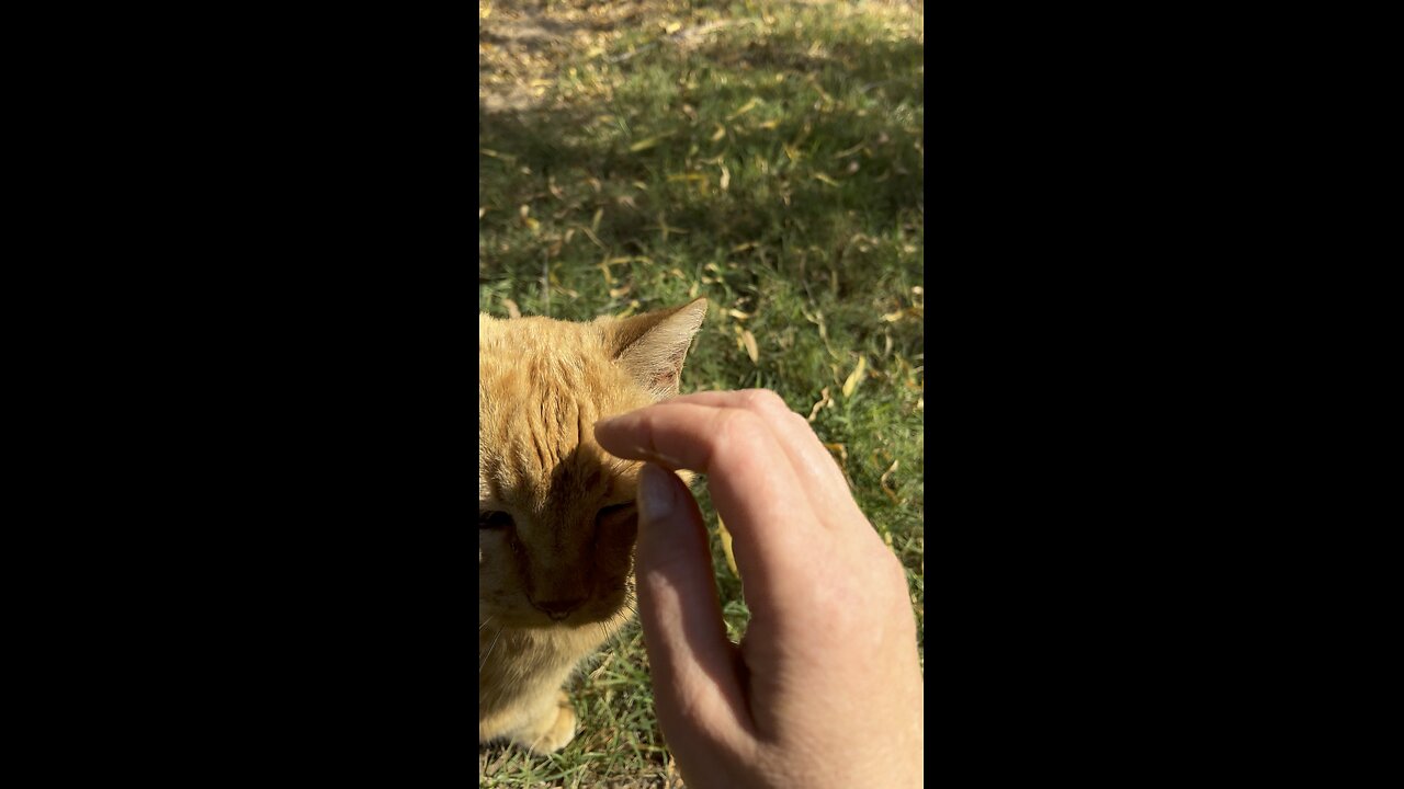 Cat in nature.