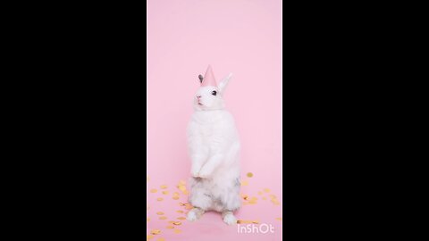 enjoy rabbit 🐰🐰