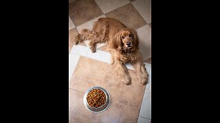 They Are Killing Our Dogs! .......