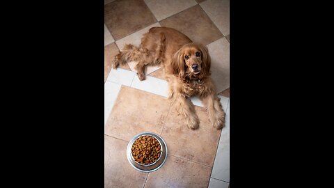 They Are Killing Our Dogs! .......