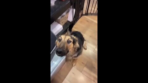this dog is Look beautyful 🐕🥰#funnydog #qutedog