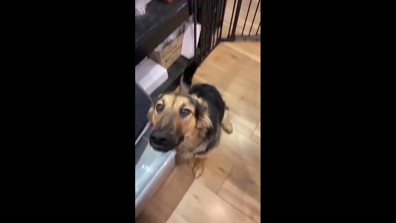 this dog is Look beautyful 🐕🥰#funnydog #qutedog